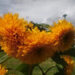 PROYECTO MAZAHUA RESCATA EL USO DE HIERBAS MEDICINALES