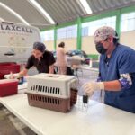 COORDINACIÓN DE BIENESTAR ANIMAL BRINDA MÁS DE 4 MIL SERVICIOS VETERINARIOS