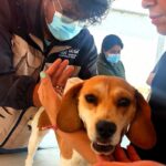 VACUNACIÓN ANTIRRÁBICA EN COMUNIDADES DE TLAXCALA DURANTE TODO MAYO