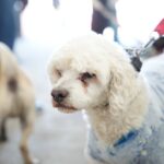 CAMPAÑA GRATUITA DE ESTERILIZACIÓN Y VACUNACIÓN ANIMAL EN LA CAPITAL